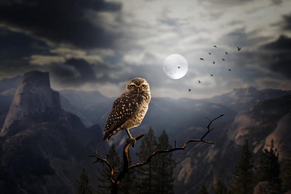 Owl In Night Sky jigsaw puzzle